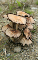 Mushroom 5