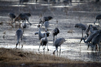 Sandhill Cranes of Bosque de Apache, New Mexico