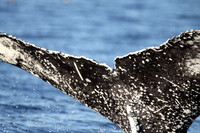 Whale Tail 2, Sitka Alsaka