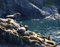 Sea Lions, Seward Alaska