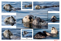 Ollie the Otter Poster, Homer Alaska