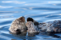 Sleeping Otter 2, Homer Alaska
