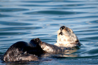Sleeping Otter 4, Homer Alaska
