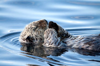 Sleeping Otter 1, Homer Alaska