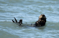 Sea Otter, Valdez Alaska