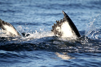 Whale Tail 3, Sitka Alaska