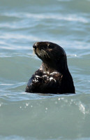 Sea Otter, Valdez Alaska