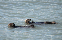 Sea Otters, Valdez Alaska