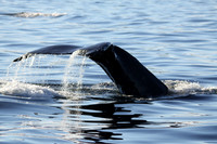 Cascading Whale Tail, Sitka Alaska