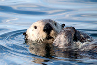 Sea Life