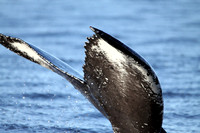 Whale Tail 1, Sitka Alaska
