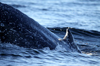 Humpback Whale, Sitka Alaska