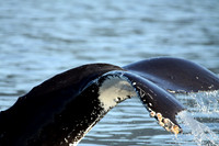 Whale Tail with Barnacles, Sitka Alaska