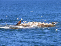 Sea Lion and gulls, Prince William Sound, Alaska