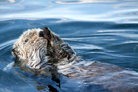 Grooming Otter, Homer Alaska
