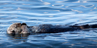Sleeping Otter 3, Homer Alaska