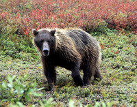 Grizzley in the Rain, Denali National Park, Alaska