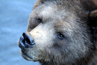 Bearface, Sitka, Alaska