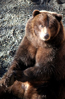 Peaceful Bear