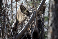 Hiding Moose, Palmer Alaska