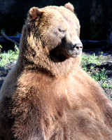 Mammals