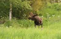 Jerry The Moose, Anchorage Alaska
