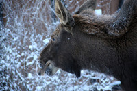 Frosty Moose, Palmer Alaska