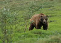 Grizzley Bear in Denali National Park, Alaska
