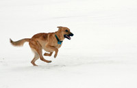 Arrow Running