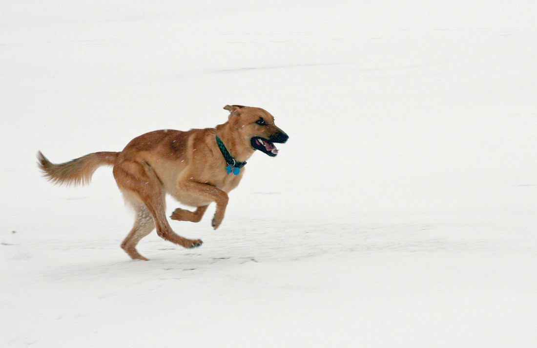 Arrow Running