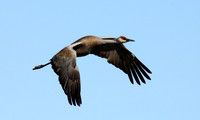Sandhill Crane in Flight, Palmer Alaska