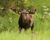 Jerry The Moose 2, Anchorage Alaska
