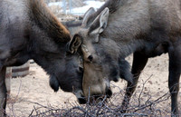 Mother and Son at the Salad Bar, Palmer Alaska
