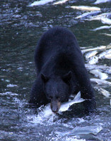 Black Bear Catching a Salmon, Valdez Alaska