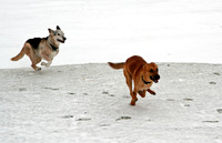 Bucky and Arrow Playing