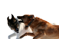 Arrow and Fox Playing