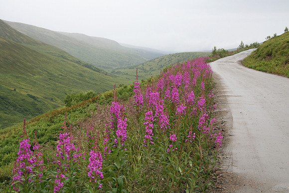 Fireweed, Hatcher Pass, Alaska