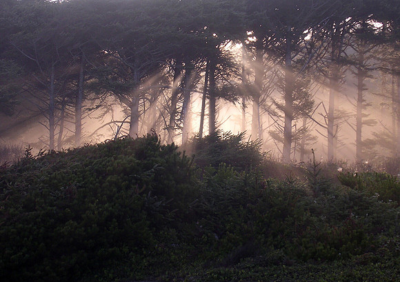 Oregon Coast Forest