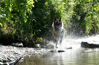 Fox Running