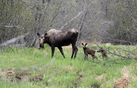 Newcalves1