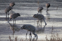 8 Sandhill Cranes, Bosque de Apache, New Mexico