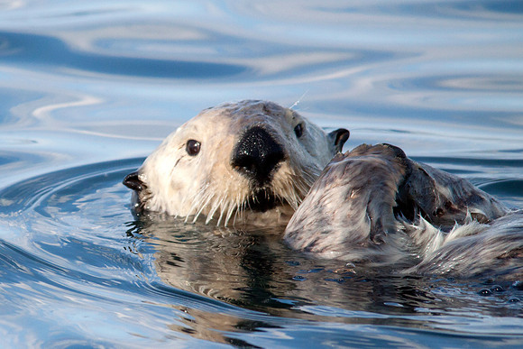 Ollie the Otter, Homer Alaska
