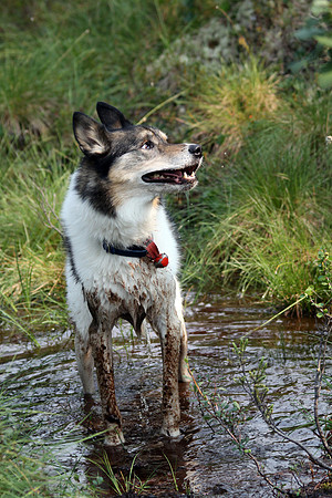 Mudpuppy