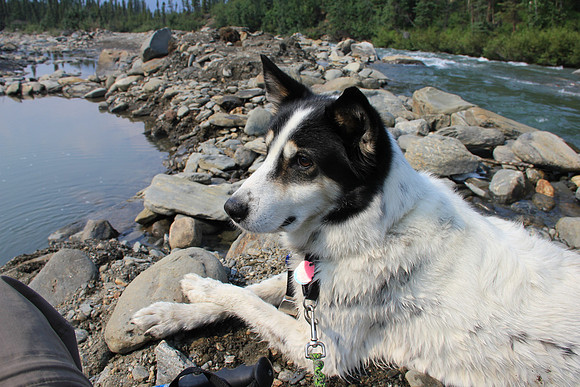 Peacefullpup