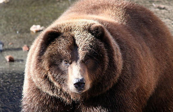 Mean bear