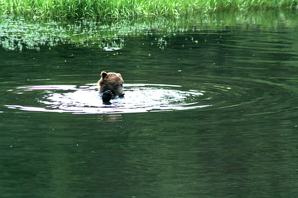 Brown Bear swimming