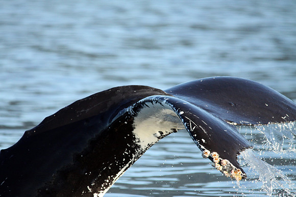 whaletail6