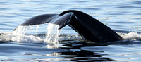 whaletail4