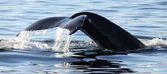 whaletail4