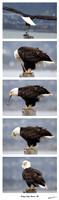Hungry Eagle